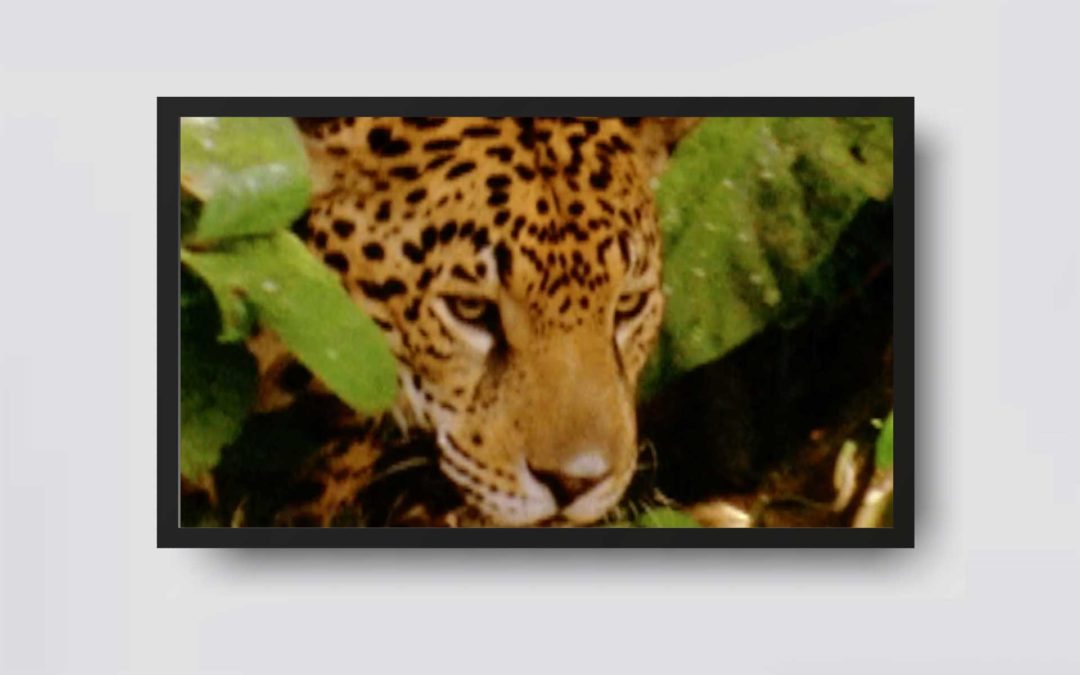 VIDEOS-12